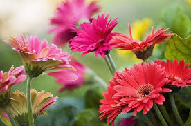 Mix Gerbera Flower Seeds for Planting – Wildflower Mix, Heirloom & Non-GMO, High Germination