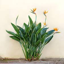 Strelitzia Flower Seeds for Planting – Heirloom, Non-GMO, Colorful Display Organic Garden Seeds