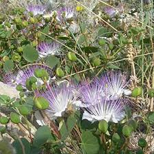 Heirloom Capparis Spinosa Flower Seeds for Planting | Non-GMO, High Germination, Organic Garden Seeds