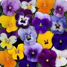 Mixed Viola Sorbet Flower Seeds for Planting - Heirloom, Non-GMO, High Germination Organic Garden Seeds