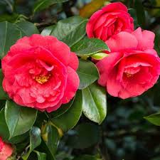 Camellia Flower Seeds for Planting – Heirloom, Non-GMO, Bright Blooms Organic Garden Seeds