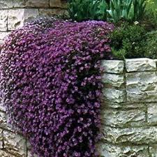 Violet Aubrieta Rock Cascade Flower Seeds for Planting – Heirloom, Non-GMO, High Germination Organic Garden Seeds