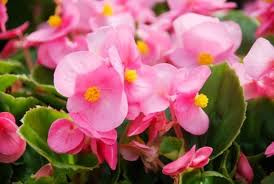 Light Pink Begonia Flower Seeds for Planting Heirloom Non-GMO High Germination Organic Garden Seeds