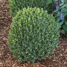 Buxus Sempervirens Flower Seeds for Planting | Heirloom Non-GMO Organic Garden Seeds High Germination