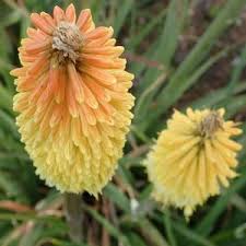 Kniphofia Flower Seeds for Planting – Heirloom, Non-GMO, Cut Flower Favorite, High Germination Organic Garden Seeds