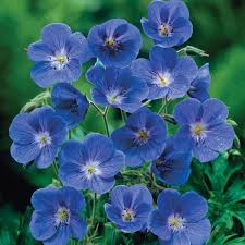 Blue Geraniums Flower Seeds for Planting – Heirloom, Non-GMO, Easy to Grow Organic Garden Seeds