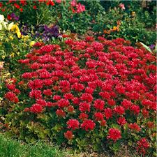 Sedum Flower Seeds for Planting – Colorful Display, Heirloom, Non-GMO, High Germination