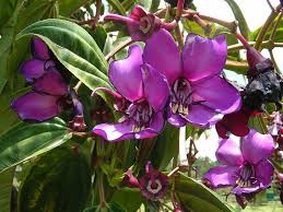 Meriania Nobilis Flower Seeds for Planting – Garden Favorite, Heirloom, Non-GMO, Organic Garden Seeds