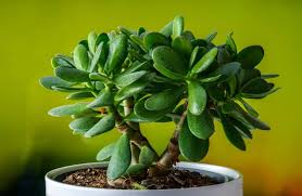 Crassula Flower Seeds for Planting – Heirloom, Non-GMO, High Germination Organic Garden Seeds