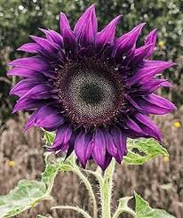 Purple Sunflower Flower Seeds for Planting – Heirloom, Non-GMO Sun-Loving Organic Garden Seeds