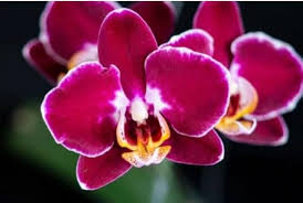 Burgundy Phalaenopsis Orchid Seeds for Planting – Heirloom, Non-GMO Colorful Display, High Germination