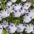 White Blue Maculata Flower Seeds for Planting – Heirloom, Non-GMO, Seasonal Bloomer, High Germination