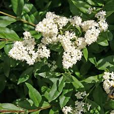 White Privet Flower Seeds for Planting | Heirloom Non-GMO Organic Garden Seeds High Germination