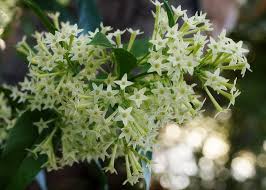 Cestrum Nocturnum Flower Seeds for Planting – Heirloom, Non-GMO, High Germination Organic Garden Seeds
