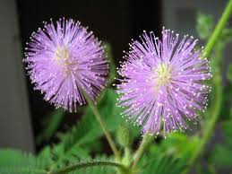 Heirloom Mimosa Flower Seeds – Non-GMO, High Germination Organic Garden Seeds