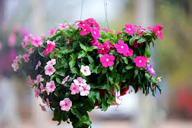 Periwinkle Vinca Baby Pink Flower Seeds for Planting – Heirloom, Non-GMO, High Germination Organic Garden Seeds