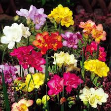 Mixed Freesias Flower Seeds for Planting – Garden Favorite, Heirloom, Non-GMO, High Germination Organic Seeds