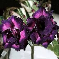 Dark Purple Adenium Obesum Seeds for Planting – Shade Tolerant, Heirloom, Non-GMO Organic Garden Seeds