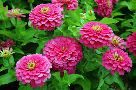 Pink Zinnia Flower seeds for Planting – Pollinator Friendly, Heirloom, Non‑GMO, High Germination Organic Garden Seeds