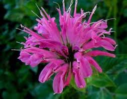 Purple Bergamot Flower Seeds for Planting – Garden Favorite, Heirloom, Non-GMO Seeds for Home Garden