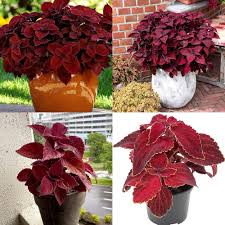 Black Red Coleus Flower Seeds for Planting – Heirloom, Non-GMO, High Germination Organic Garden Seeds