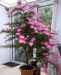 Calliandra Flower Seeds for Planting – Garden Favorite, Heirloom, Non-GMO, Organic Garden Seeds