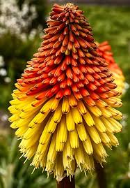 Kniphofia Flower Seeds for Planting – Heirloom, Non-GMO, High Germination Organic Garden Seeds