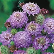 Scabiosa Flower Seeds for Planting – Heirloom, Non-GMO, Perfect for Borders