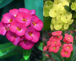 Mixed Euphorbia Milii Hybrid Flower Seeds for Planting – Premium Quality, Heirloom, Non-GMO, High Germination Organic Seeds