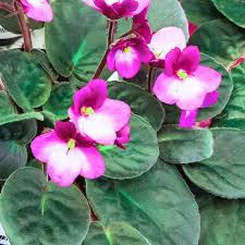 Pink &amp; White Saintpaulia Flower Seeds for Planting Heirloom Non-GMO High Germination Organic Garden Seeds