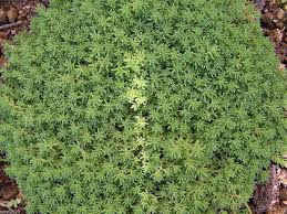 Sedum Album Flower Seeds – Heirloom, Non-GMO, High Germination Organic Garden Seeds