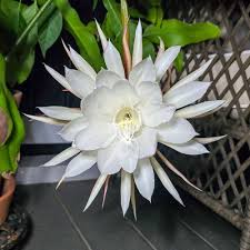 White Epiphyllum Oxypetalum Flower Seeds for Planting – Heirloom, Non-GMO, High Germination Organic Seeds