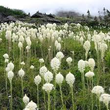 Bear Grass (Xerophyllum Tenax) Flower Seeds for Planting – Bright Blooms, Heirloom, Non-GMO, High Germination