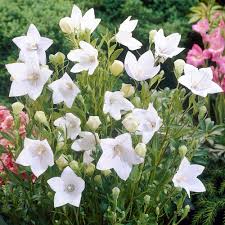 White Balloon Flower Seeds for Planting | Heirloom Non-GMO High Germination