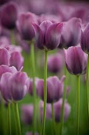 Purple Odorous Tulip Flower Seeds for Planting – Heirloom, Non-GMO Compact Organic Garden Seeds