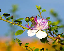 Alcaparras Flower Seeds for Planting – Heirloom, Non-GMO, High Germination Organic Garden Seeds