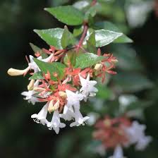 White Abelia Flower Seeds for Planting – Heirloom, Non-GMO, Perfect for Borders Organic Garden Seeds