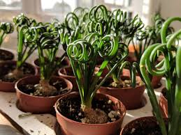 Spiralis Flower Seeds for Planting – Heirloom, Non-GMO, High Germination Organic Garden Seeds