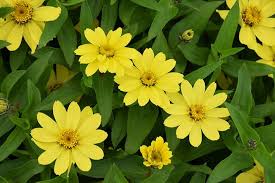 Yellow Creeping Zinnia Flower Seeds for Planting – Long Bloom Season, Heirloom, Non-GMO, High Germination