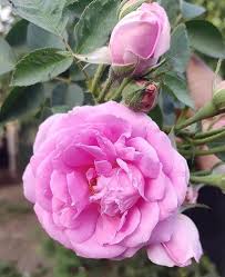 Pale Pink Rose Flower Seeds for Planting – Heirloom, Non-GMO, Long Bloom Season, High Germination