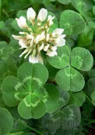 White Clover Flower Seeds for Planting – Vibrant Colors, Heirloom, Non-GMO Seeds for Home Garden