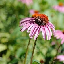 Echinacea Flower Seeds – Heirloom, Non-GMO, Sun-Loving Organic Garden Seeds for Planting