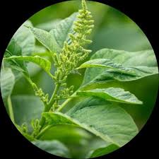 Herb Seeds,Garden seeds, Seeds For Planting,Plant Seeds