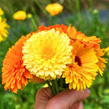 Calendula Flower Seeds for Planting – Seasonal Bloomer, Heirloom, GMO Free Organic Garden Seeds
