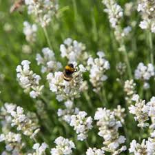 White Provence Lavender Flower Seeds for Planting | Heirloom Non-GMO High Germination