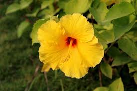 Yellow Hibiscus Flower Seeds for Planting – Heirloom, Non-GMO, Premium Organic Garden Seeds