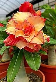 Adenium Obesum Orange Flower Seeds for Planting - Heirloom, Non-GMO, High Germination Organic Garden Seeds