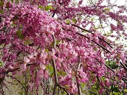Pink Cercis Flower Seeds for Planting – Heirloom, Non-GMO, Easy to Grow, Organic Garden Seeds