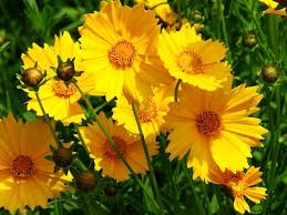 Yellow Coreopsis Flower Seeds for Planting – Heirloom, Non-GMO, Premium Quality Organic Garden Seeds