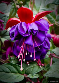 Purple Fuchsia Flower Seeds for Planting – Heirloom, Non-GMO, Easy to Grow, High Germination